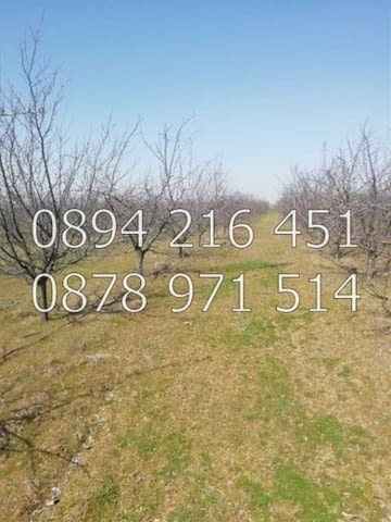 КОДг 17149. Овощна градина 8200м2, засята със сини сливи сорт Стенлей на 8-та година - 363бр. дърве - снимка 2