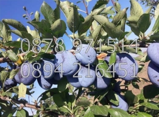 КОДг 17149. Овощна градина 8200м2, засята със сини сливи сорт Стенлей на 8-та година - 363бр. дърве - снимка 5