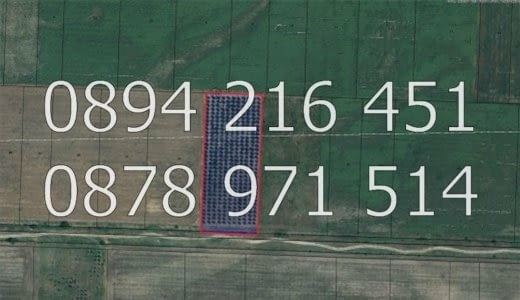 КОДг 17149. Овощна градина 8200м2, засята със сини сливи сорт Стенлей на 8-та година - 363бр. дърве - снимка 6