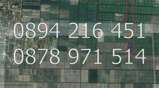 КОДг 17149. Овощна градина 8200м2, засята със сини сливи сорт Стенлей на 8-та година - 363бр. дърве - снимка 7
