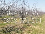 КОДг 17149. Овощна градина 8200м2, засята със сини сливи сорт Стенлей на 8-та година - 363бр. дърве