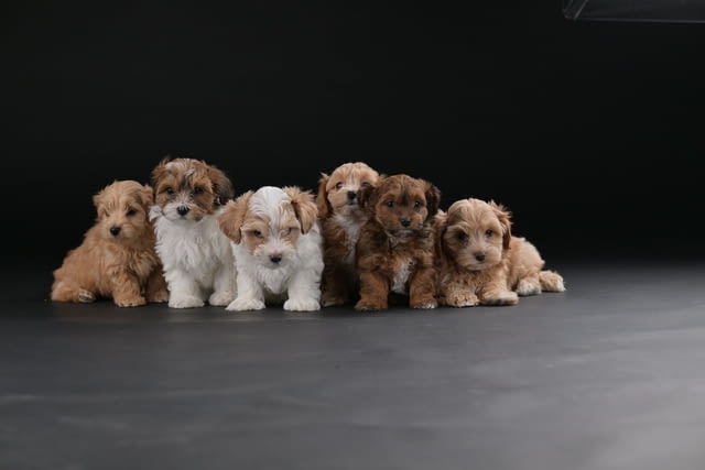 Хавански бишон красиви кученца Ваксинирано - Да, Обезпаразитено - Да - град Извън България | Кучета - снимка 1