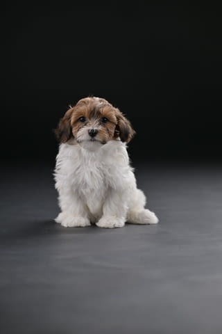 Хавански бишон красиви кученца Ваксинирано - Да, Обезпаразитено - Да - град Извън България | Кучета - снимка 2