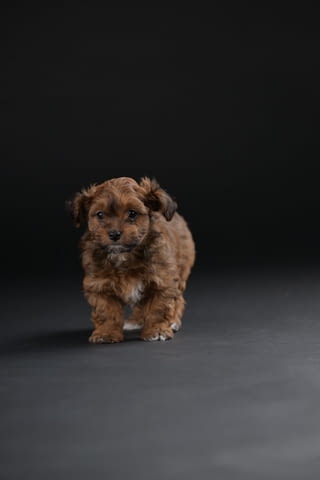 Хавански бишон красиви кученца Ваксинирано - Да, Обезпаразитено - Да - град Извън България | Кучета - снимка 3