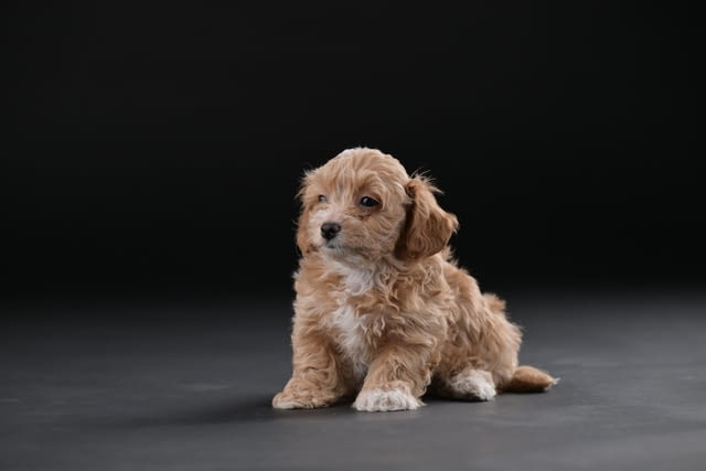 Хавански бишон красиви кученца Ваксинирано - Да, Обезпаразитено - Да - град Извън България | Кучета - снимка 4