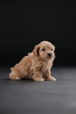 Хавански бишон красиви кученца Ваксинирано - Да, Обезпаразитено - Да - град Извън България | Кучета - снимка 5