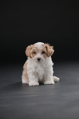 Хавански бишон красиви кученца Ваксинирано - Да, Обезпаразитено - Да - град Извън България | Кучета - снимка 6