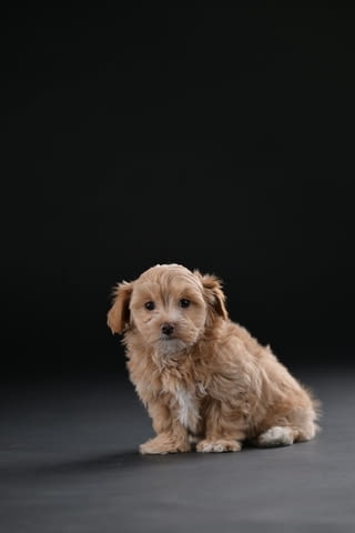 Хавански бишон красиви кученца Ваксинирано - Да, Обезпаразитено - Да - град Извън България | Кучета - снимка 7