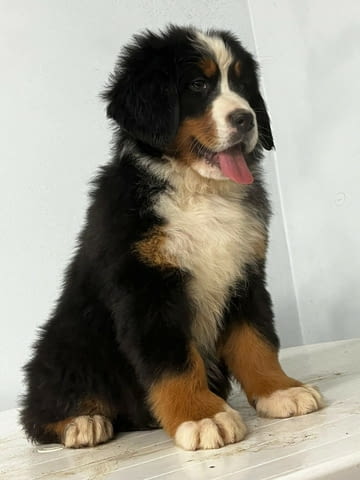 Бернски Овчарки (Бернски Зененхунд) Bernese Mountain Dog, 2 Months, Vaccinated - Yes - city of Sofia | Dogs - снимка 1