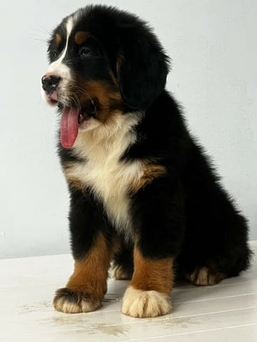 Бернски Овчарки (Бернски Зененхунд) Bernese Mountain Dog, 2 Months, Vaccinated - Yes - city of Sofia | Dogs - снимка 2