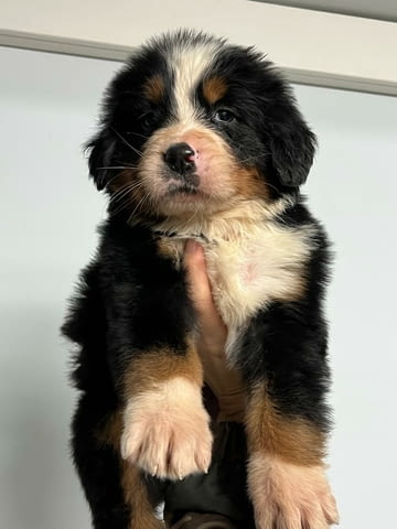 Бернски Овчарки (Бернски Зененхунд) Bernese Mountain Dog, 2 Months, Vaccinated - Yes - city of Sofia | Dogs - снимка 3