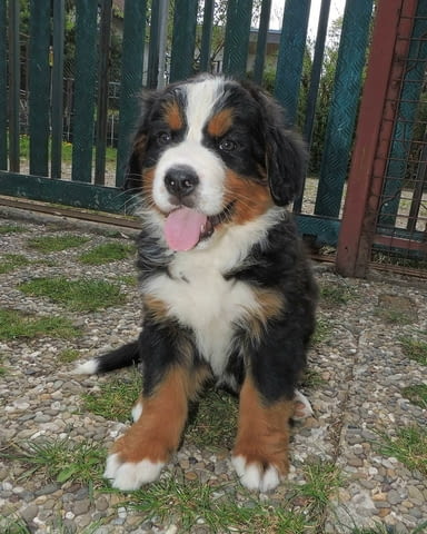 Бернски Овчарки (Бернски Зененхунд) Bernese Mountain Dog, 2 Months, Vaccinated - Yes - city of Sofia | Dogs - снимка 4