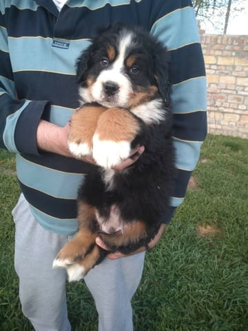 Бернски Овчарки (Бернски Зененхунд) Bernese Mountain Dog, 2 Months, Vaccinated - Yes - city of Sofia | Dogs - снимка 5