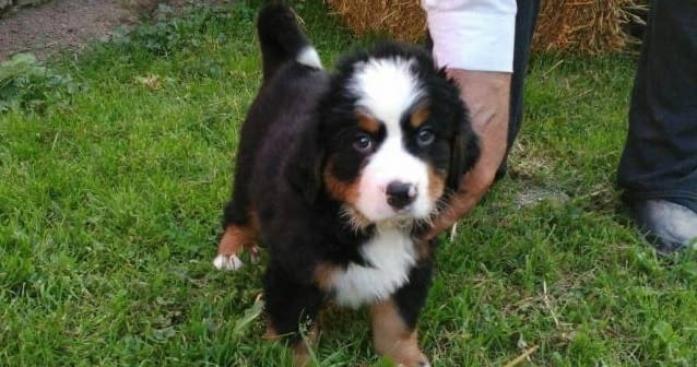 Бернски Овчарки (Бернски Зененхунд) Bernese Mountain Dog, 2 Months, Vaccinated - Yes - city of Sofia | Dogs - снимка 6