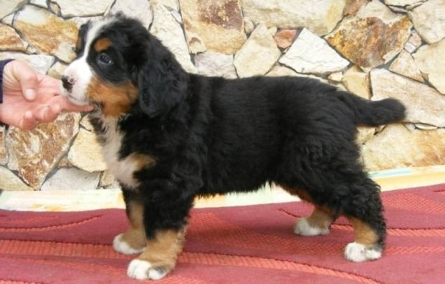 Бернски Овчарки (Бернски Зененхунд) Bernese Mountain Dog, 2 Months, Vaccinated - Yes - city of Sofia | Dogs - снимка 7