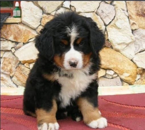 Бернски Овчарки (Бернски Зененхунд) Bernese Mountain Dog, 2 Months, Vaccinated - Yes - city of Sofia | Dogs - снимка 8