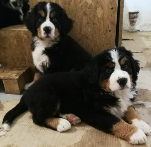 Бернски Овчарки (Бернски Зененхунд) Bernese Mountain Dog, 2 Months, Vaccinated - Yes - city of Sofia | Dogs - снимка 9