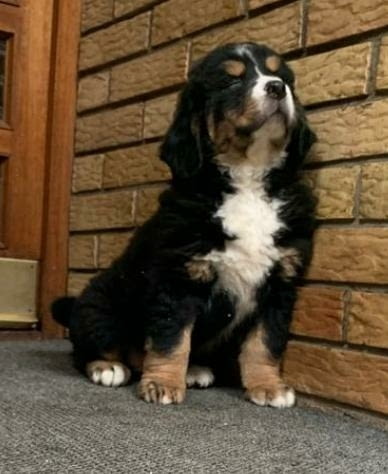 Бернски Овчарки (Бернски Зененхунд) Bernese Mountain Dog, 2 Months, Vaccinated - Yes - city of Sofia | Dogs - снимка 10