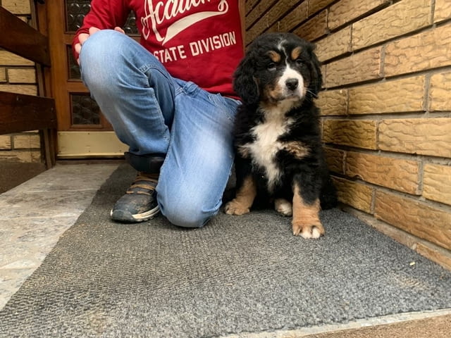 Бернски Овчарки (Бернски Зененхунд) Bernese Mountain Dog, 2 Months, Vaccinated - Yes - city of Sofia | Dogs - снимка 11