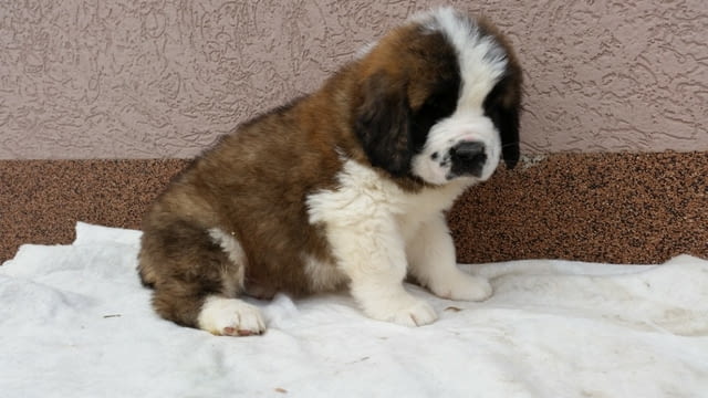 Санбернари Longcoated St. Bernard, 2 Months - city of Sofia | Dogs - снимка 1
