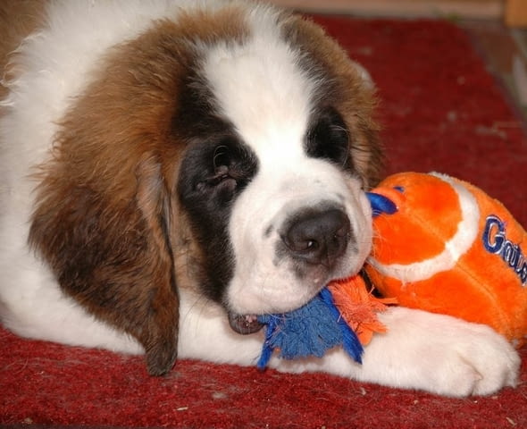 Санбернари Longcoated St. Bernard, 2 Months - city of Sofia | Dogs - снимка 2