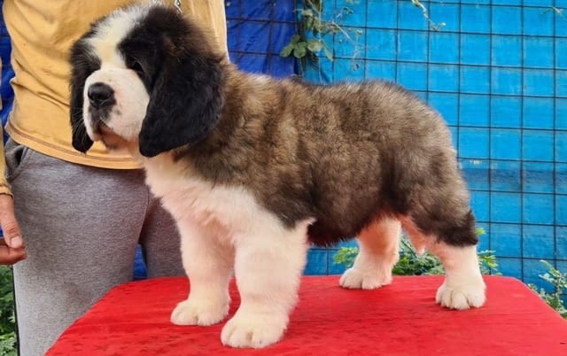 Санбернари Longcoated St. Bernard, 2 Months - city of Sofia | Dogs - снимка 3