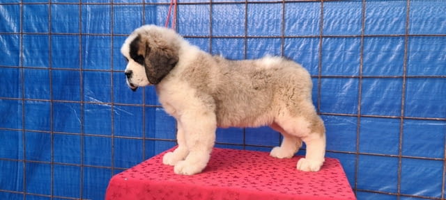 Санбернари Longcoated St. Bernard, 2 Months - city of Sofia | Dogs - снимка 4