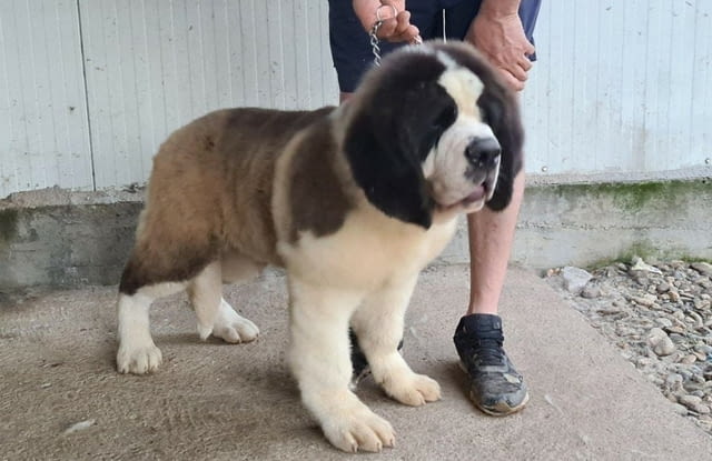 Санбернари Longcoated St. Bernard, 2 Months - city of Sofia | Dogs - снимка 5