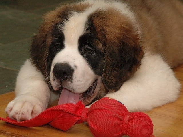 Санбернари Longcoated St. Bernard, 2 Months - city of Sofia | Dogs - снимка 7
