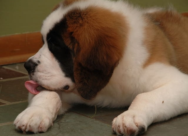 Санбернари Longcoated St. Bernard, 2 Months - city of Sofia | Dogs - снимка 8
