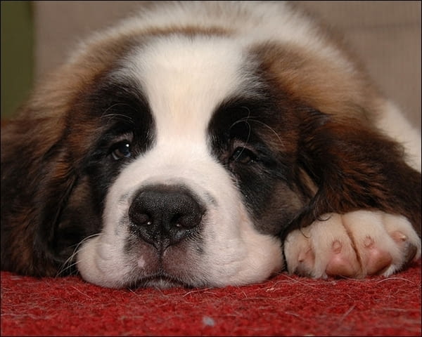 Санбернари Longcoated St. Bernard, 2 Months - city of Sofia | Dogs - снимка 9