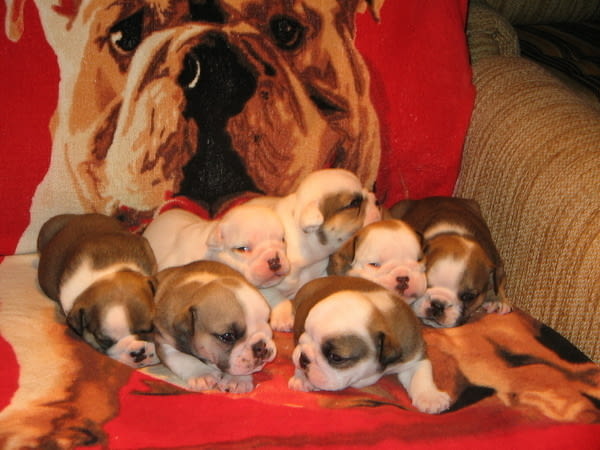 Английски Булдоци Bulldog, 2 Months, Vaccinated - Yes - city of Sofia | Dogs - снимка 1