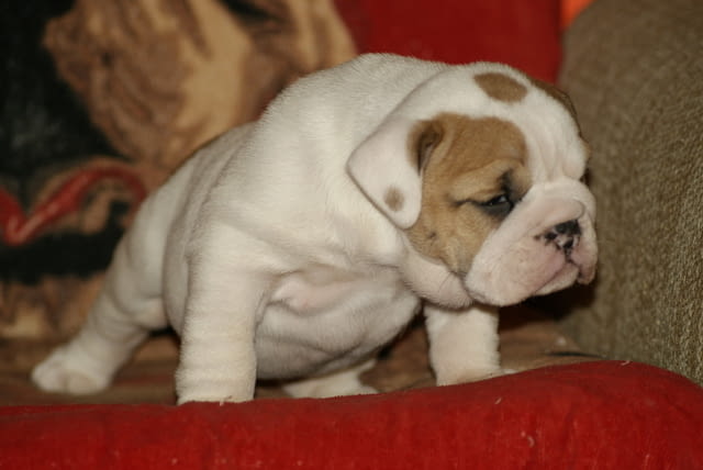 Английски Булдоци Bulldog, 2 Months, Vaccinated - Yes - city of Sofia | Dogs - снимка 2