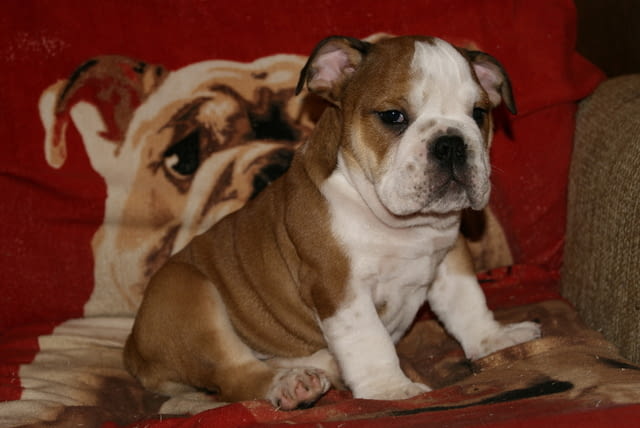 Английски Булдоци Bulldog, 2 Months, Vaccinated - Yes - city of Sofia | Dogs - снимка 3