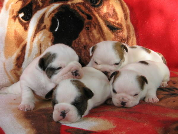 Английски Булдоци Bulldog, 2 Months, Vaccinated - Yes - city of Sofia | Dogs - снимка 4