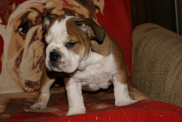 Английски Булдоци Bulldog, 2 Months, Vaccinated - Yes - city of Sofia | Dogs - снимка 5