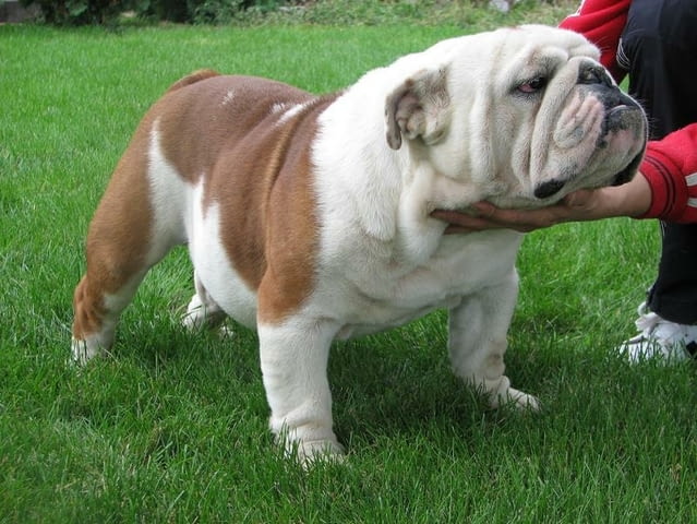 Английски Булдоци Bulldog, 2 Months, Vaccinated - Yes - city of Sofia | Dogs - снимка 6