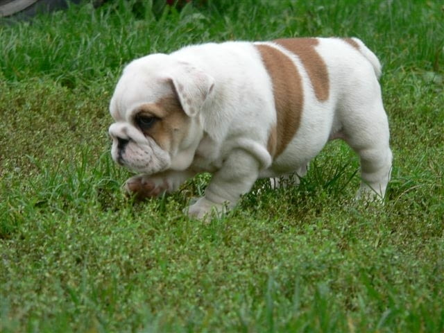 Английски Булдоци Bulldog, 2 Months, Vaccinated - Yes - city of Sofia | Dogs - снимка 7