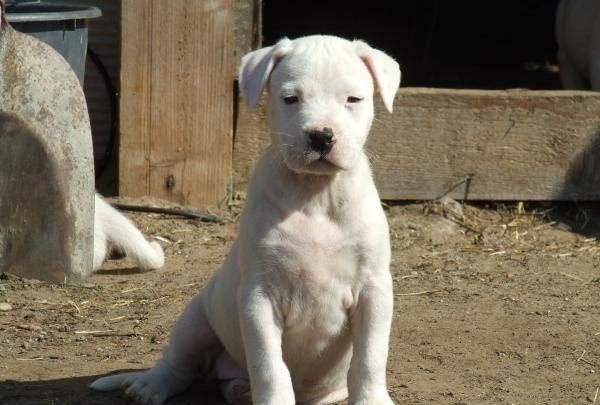 Дого Аржентино Dogo Argentino, 2 Months, Vaccinated - Yes - city of Sofia | Dogs - снимка 1