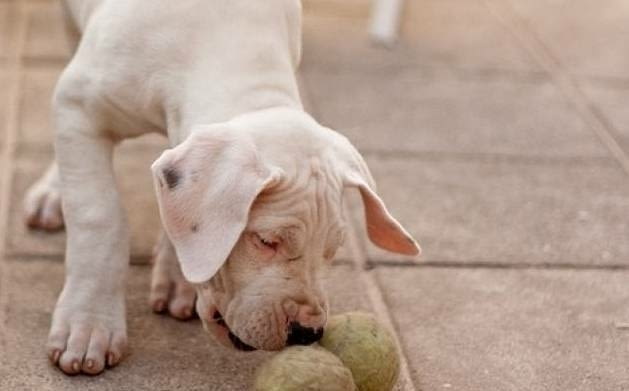 Дого Аржентино Dogo Argentino, 2 Months, Vaccinated - Yes - city of Sofia | Dogs - снимка 2