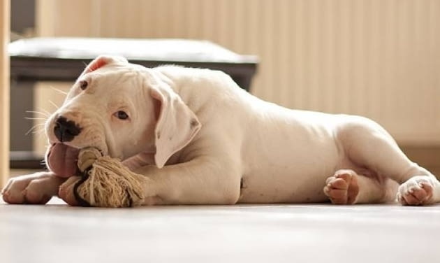 Дого Аржентино Dogo Argentino, 2 Months, Vaccinated - Yes - city of Sofia | Dogs - снимка 4