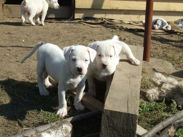 Дого Аржентино Dogo Argentino, 2 Months, Vaccinated - Yes - city of Sofia | Dogs - снимка 5