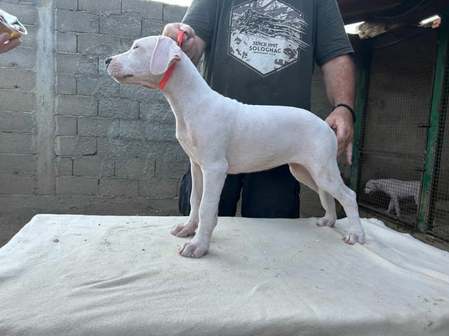 Дого Аржентино Dogo Argentino, 2 Months, Vaccinated - Yes - city of Sofia | Dogs - снимка 6