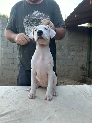 Дого Аржентино Dogo Argentino, 2 Months, Vaccinated - Yes - city of Sofia | Dogs - снимка 7