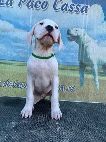 Дого Аржентино Dogo Argentino, 2 Months, Vaccinated - Yes - city of Sofia | Dogs - снимка 9