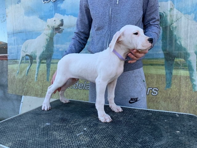 Дого Аржентино Dogo Argentino, 2 Months, Vaccinated - Yes - city of Sofia | Dogs - снимка 10