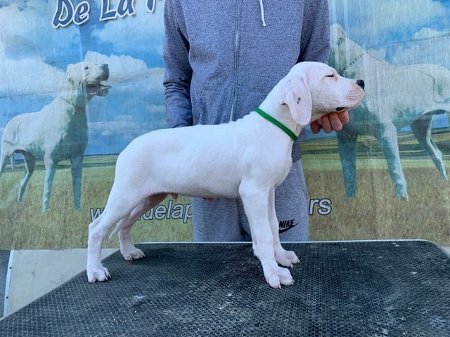 Дого Аржентино Dogo Argentino, 2 Months, Vaccinated - Yes - city of Sofia | Dogs - снимка 11