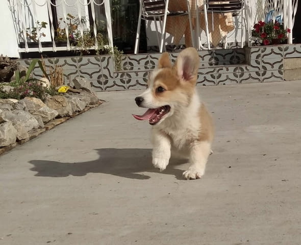 Кралска порода Уелско Корги Пембрук Welsh Korgi Pambrook, 2 Months, Vaccinated - Yes - city of Sofia | Dogs - снимка 3