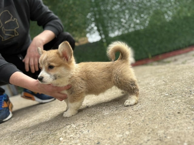 Кралска порода Уелско Корги Пембрук Welsh Korgi Pambrook, 2 Months, Vaccinated - Yes - city of Sofia | Dogs - снимка 4