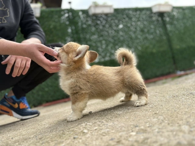 Кралска порода Уелско Корги Пембрук Welsh Korgi Pambrook, 2 Months, Vaccinated - Yes - city of Sofia | Dogs - снимка 5